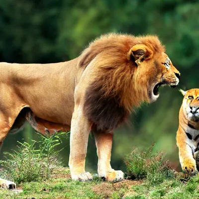 Два представителя кошачьих: лев и тигр» — создано в Шедевруме