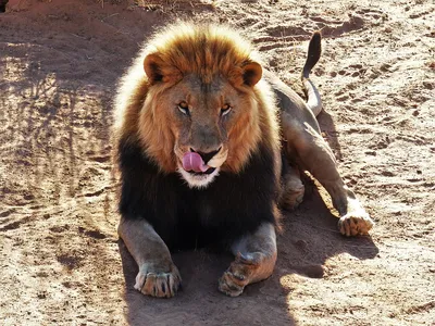 Лев-тигр» — создано в Шедевруме