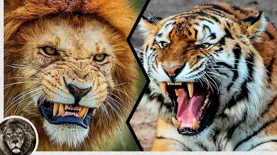 Лев против Тигра. Кто сильнее?
