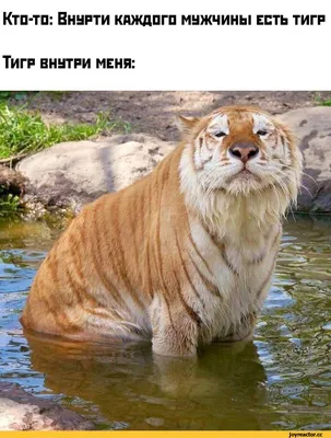 Сравнить тигра и льва - картинки и фото koshka.top