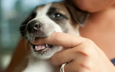 За один укус: что грозит хозяевам агрессивных собак | Статьи | Известия