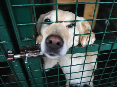 Около 700 человек в Красноярском крае пострадали от укусов собак | ОБЩЕСТВО  | АиФ Красноярск