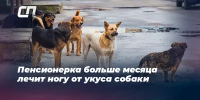 Собака бывает кусачей!» — обращение читателя в редакцию Vitebsk.biz