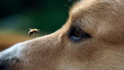 Чем опасны укусы комаров для собак? - Зоомагазин MasterZoo