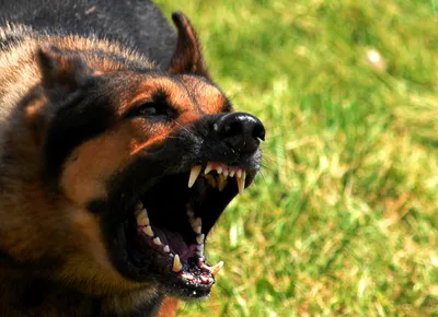 В Ухте собаки продолжают нападать на людей « БНК