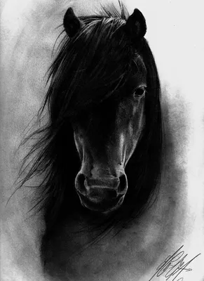 Фото лошадей черно белые 
