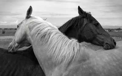 Черно белая картина табун лошадей …» — создано в Шедевруме