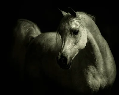 Черно белая лошадь - 75 фото