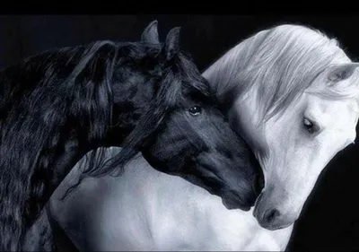 Черно-белые фотографии лошадей - Мой Конь