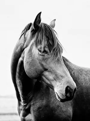 Игрушка фигурка Masai Mara Лошадь черно-белая Мир лошадей купить по цене  800 ₽ в интернет-магазине Детский мир