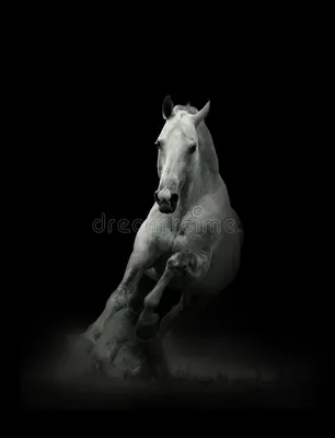 черная лошадь обои Hd красивые фоны обои, черно белая картина, белый, черный  фон картинки и Фото для бесплатной загрузки