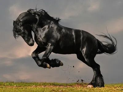 Черно-белая картина с изображением Бегущих Лошадей, искусство, Картина на  холсте, животные, животные, картина на стену, гостиная, домашний декор, без  рамки | AliExpress