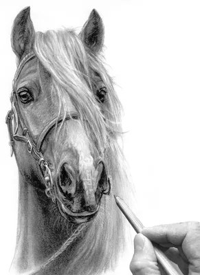 Мустанг Американский Квартал Лошадь Белый Черный, Схема для печати лошади,  лошадь, белый, млекопитающее png | Klipartz