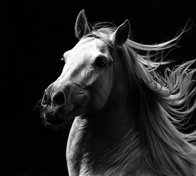 349 803 рез. по запросу «Головка лошади» — изображения, стоковые  фотографии, трехмерные объекты и векторная графика | Shutterstock
