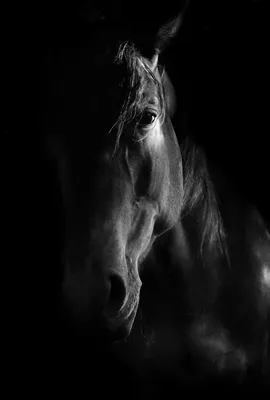 вектор черный конь PNG , лошадь клипарт, голова лошади, вектор лошадь PNG  картинки и пнг рисунок для бесплатной загрузки