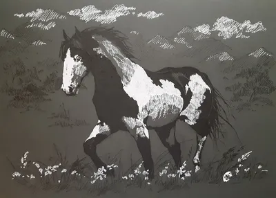 2 Лошадь белая лошадь и черная лошадь. Портрет прекрасных лошадей Стоковое  Фото - изображение насчитывающей конноспортивно, конематка: 183647806