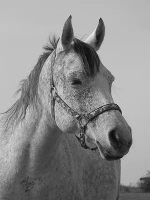 Картина модульная фотопечать на холсте Пара лошадей Черно-белая Две лошади  90х60 из 3х частей (ID#821612041), цена: 1300 ₴, купить на Prom.ua