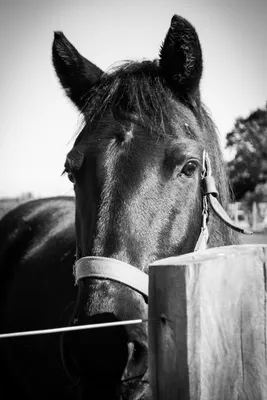 Фото лошадей черно белые фотографии