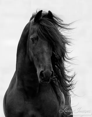 Лошадь в профиле в черно-белом Стоковое Изображение - изображение  насчитывающей глаз, одно: 39603953