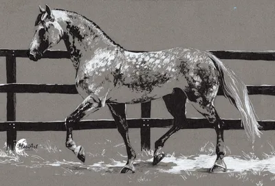 Our Kaimanawa Horse❤️❤️ #Horse #NewZealand #photography | Фотографии лошадей,  Лошадиные картины, Черно-белое