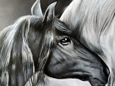 Черная лошадь фотография холст фото печать современные животные Холст  Живопись Домашний декор настенные картины без рамки | AliExpress