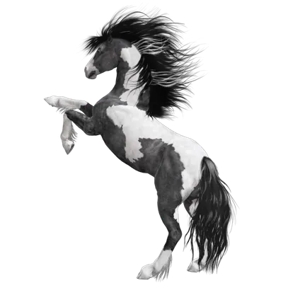 2 Лошадей, черно-белая лошадь, жизнь животных, белый изменить место  Стоковое Изображение - изображение насчитывающей антиквариаты, лошади:  167482877