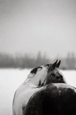 Белые Лошадей — стоковые фотографии и другие картинки Лошадь - Лошадь,  Арабская лошадь, Белая лошадь - iStock