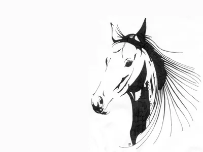 Черная лошадь Стоковые фотографии, картинки, все без лицензионных  отчислений - Envato Elements