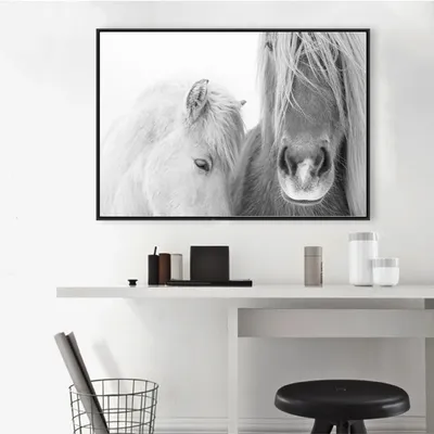 Лошадь черно белая (57 фото)