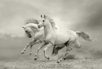 Лошадь черно белая - картинки и фото poknok.art