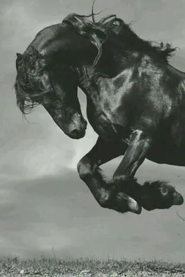 Игрушка фигурка Masai Mara Лошадь черно-белая Мир лошадей купить по цене  800 ₽ в интернет-магазине Детский мир