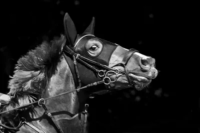 Бег лошади рисунок - 57 фото