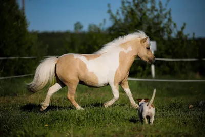 Фото лошадей и пони 