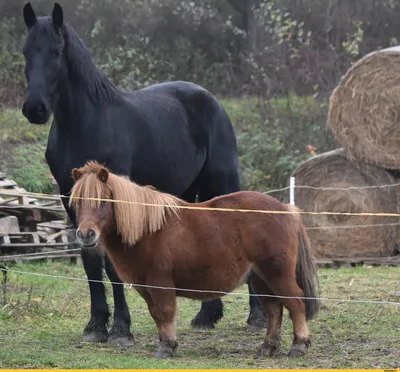Фалабелла: Кони, которые ещё меньше, чем пони! Порода крошечных лошадок  завоёвывает сердца людей | Пикабу