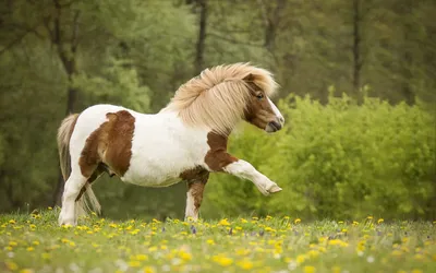 Шетлендский пони | Лошади, Красивые лошади, Животные