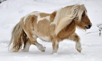 Стадо мини лошадей (пони) пасется …» — создано в Шедевруме