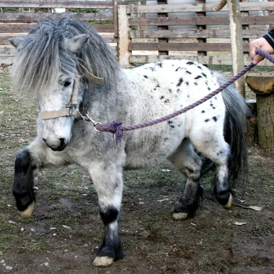 2 лошади пони стоковое фото. изображение насчитывающей лошади - 43016398