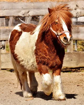 10 самых маленьких пород лошадей и пони (с фото и описанием) | Кругозор  Питомцев | Дзен