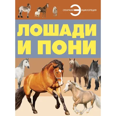 Дартмур Лошадь Пони - Бесплатное фото на Pixabay - Pixabay