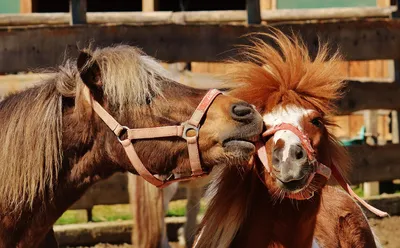 Пони Маленькая Лошадь Играть - Бесплатное фото на Pixabay - Pixabay