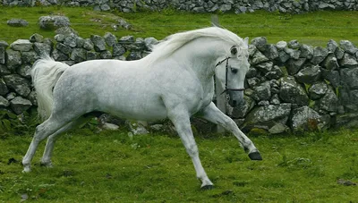 Миниатюрные лошади, пони малого размера Стоковое Изображение - изображение  насчитывающей пальто, цветы: 197712953