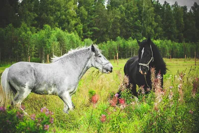 Фото лошадей летом 