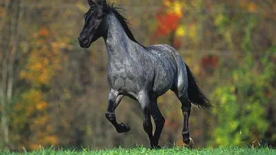 Летом paddock лошади стоковое фото. изображение насчитывающей лошади -  190439514