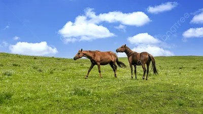 маленькое стадо диких лошадей, бродящих в каньоне летом Стоковое Фото -  изображение насчитывающей холмы, лошадь: 230569464