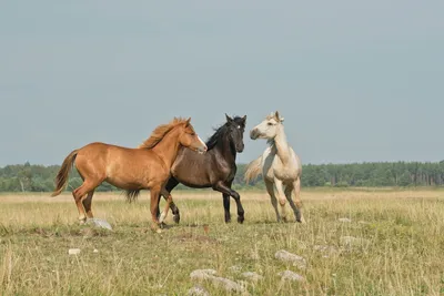 Конь или лошадь красивый белый стоит в поле летом или осенью. Stock Photo |  Adobe Stock