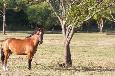 Лошади пасут в поле Outdoors летом Стоковое Фото - изображение  насчитывающей лошадиный, поле: 145112612