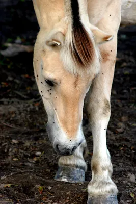 Ушастая лошадь Летом в маках» — создано в Шедевруме