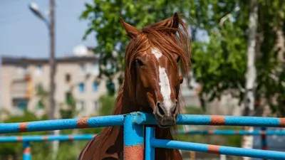 Фестиваль национальных пород лошадей в парках Москвы 2023