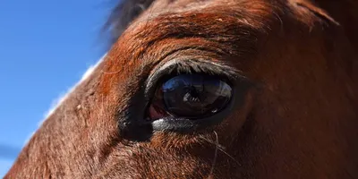 домашние лошади в аргентинской сельской местности летом маре пауэр Фото Фон  И картинка для бесплатной загрузки - Pngtree