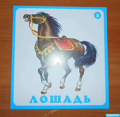 Сколько потратят на развитие казахских пород лошадей